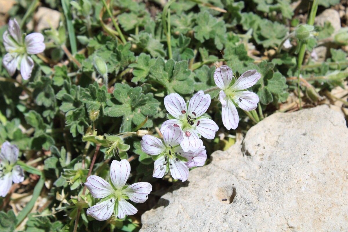 Geranium cazorlense — houseplant care guide