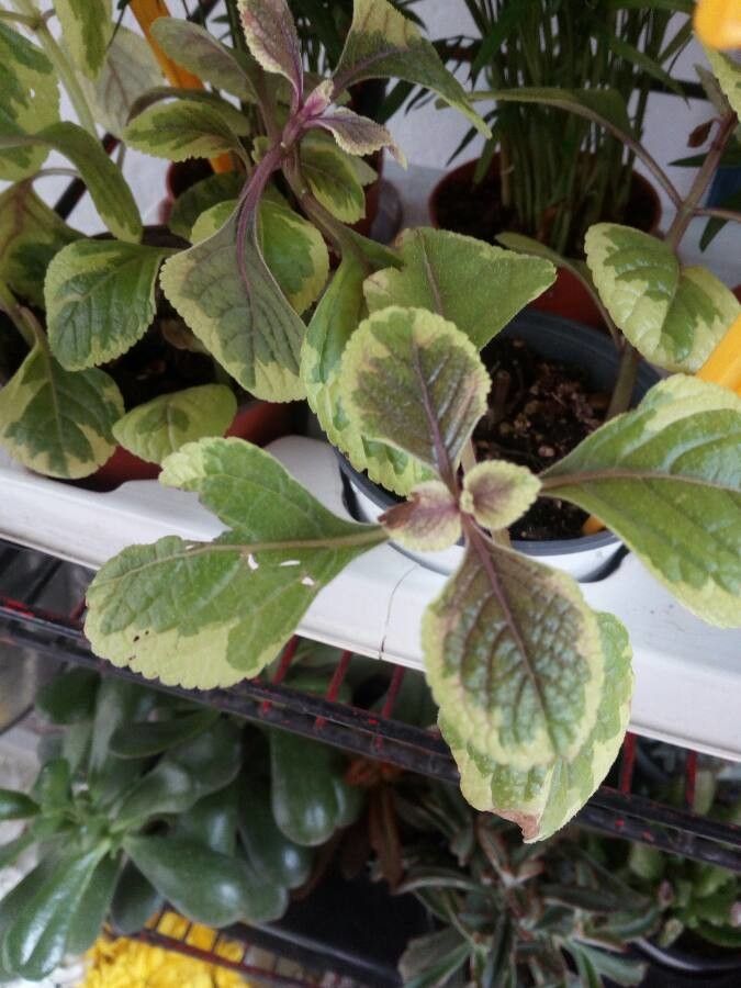 Plectranthus spp. — search result for 'Plectranthus'