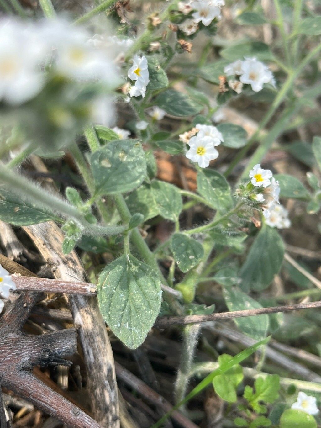 Heliotropium suaveolens — search result for 'Heliotropium'