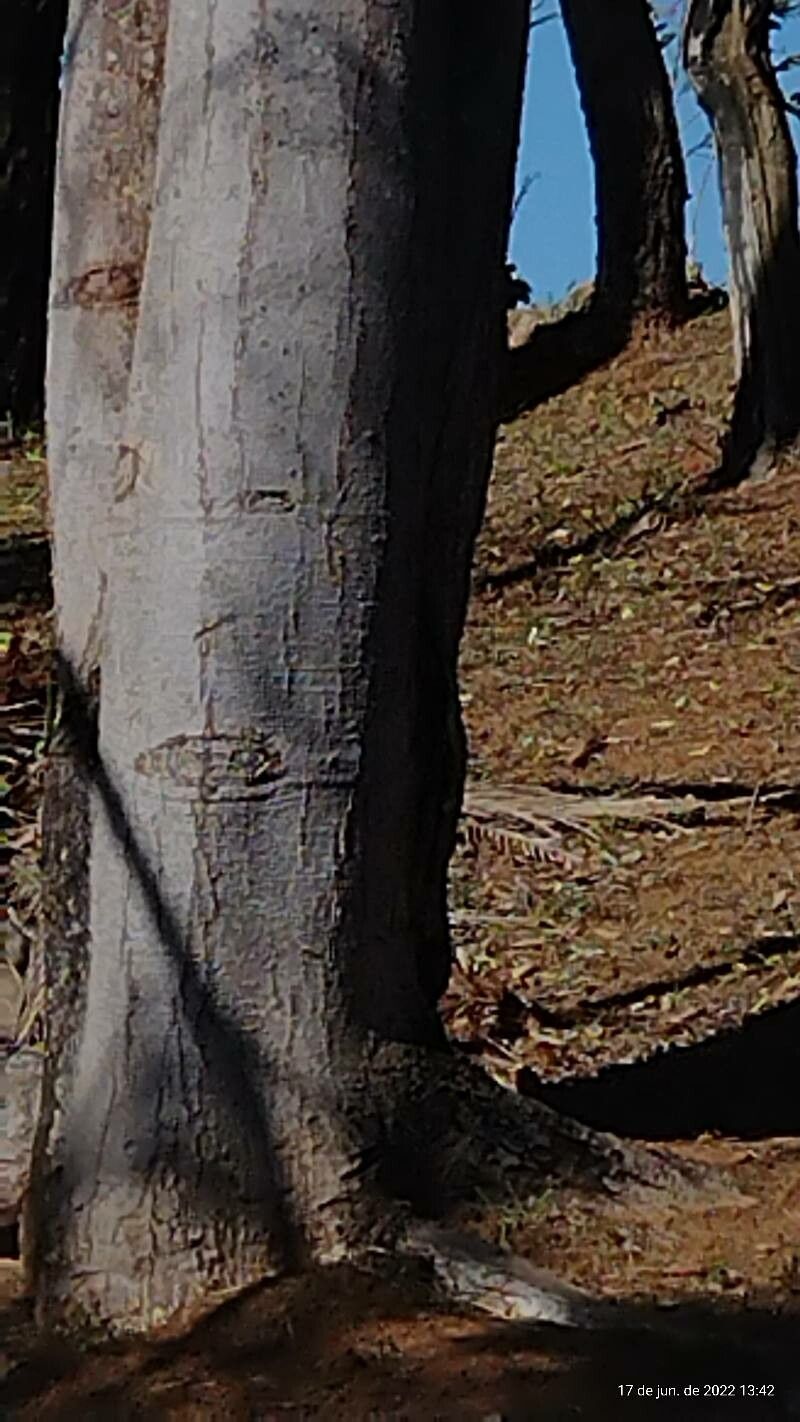 Malus zumi bark