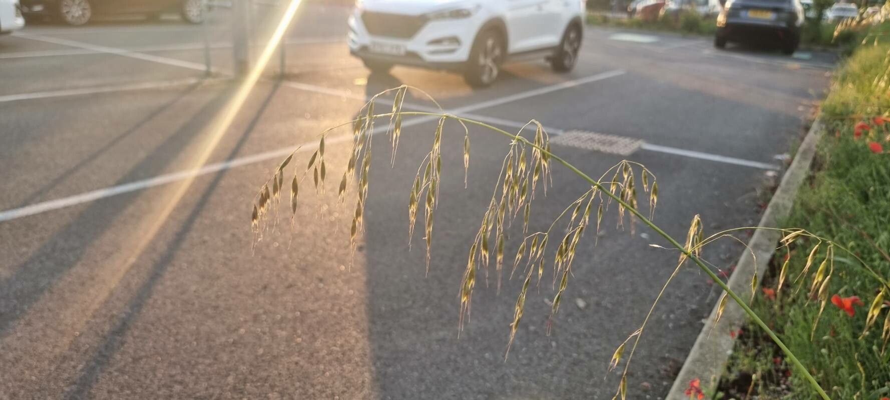 Bromus arvensis leaf