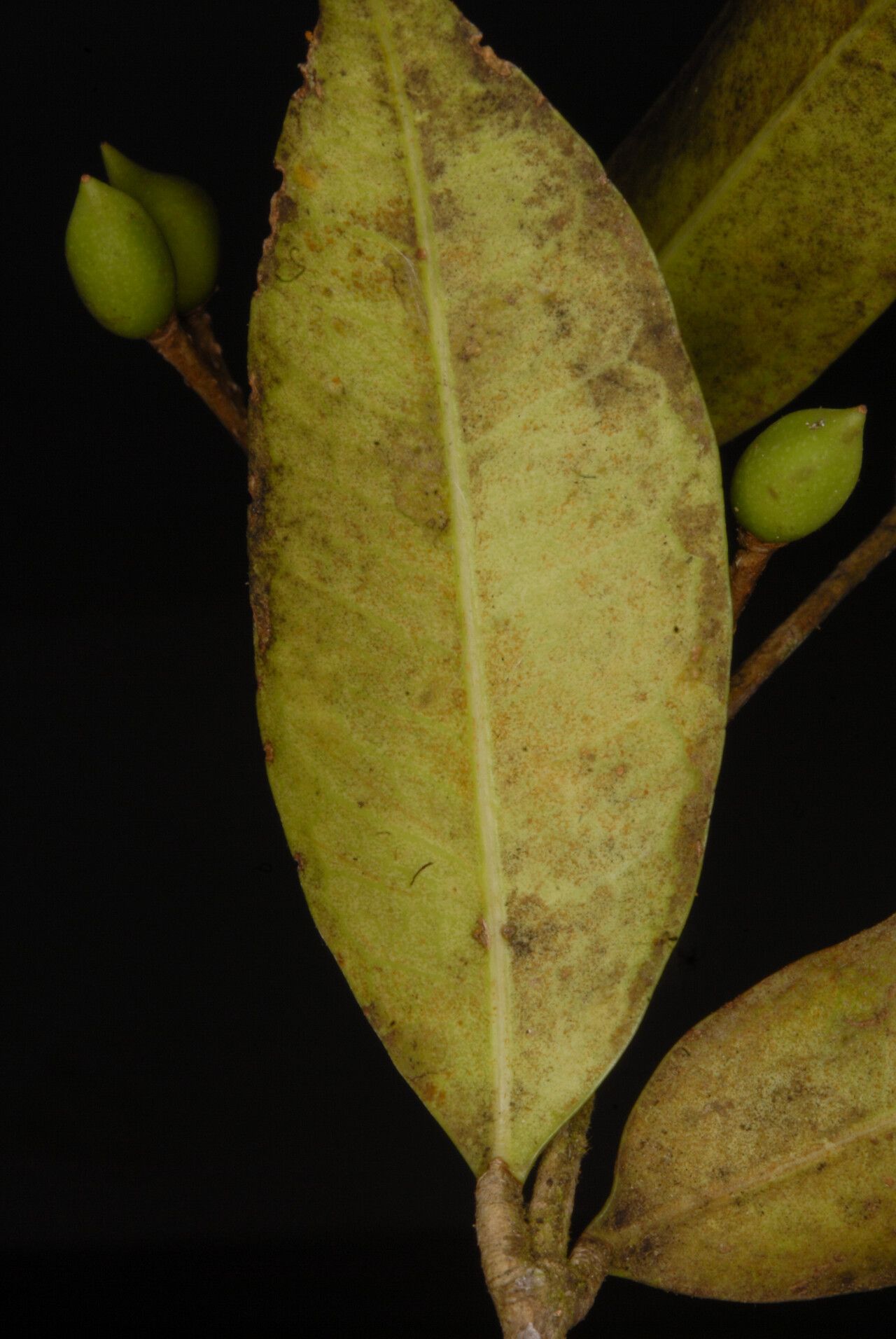 Noronhia comorensis — search result for 'Noronhia'