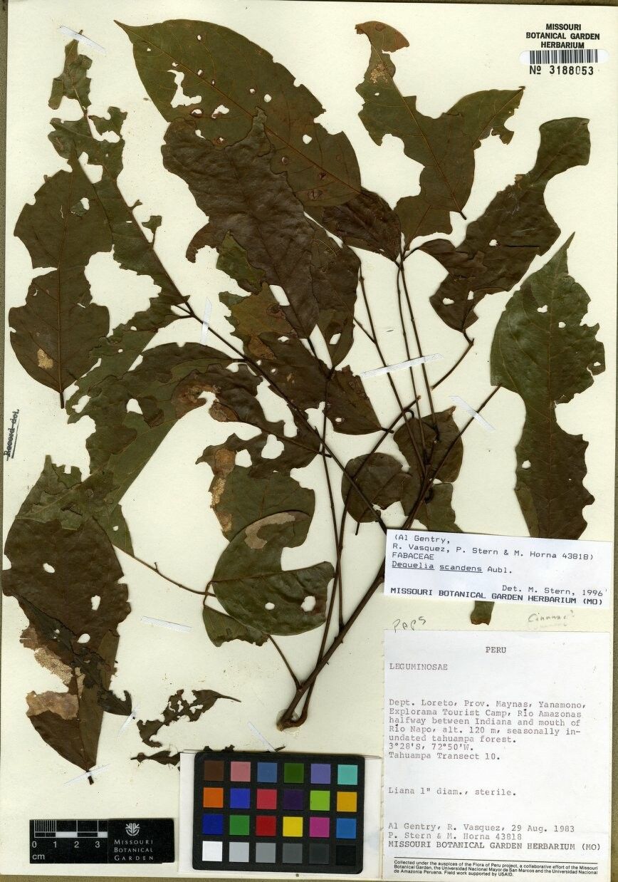 Lonchocarpus scandens — houseplant care guide