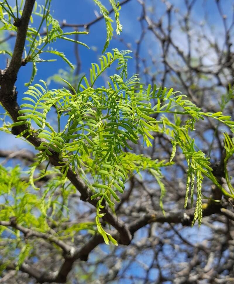 Prosopis caldenia — search result for 'Prosopis'
