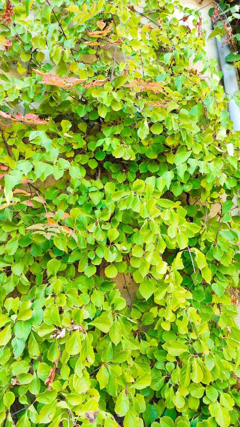 Schisandra sphaerandra habit