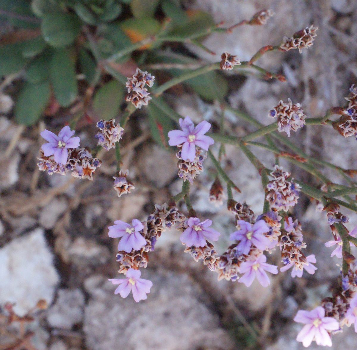 Limonium artruchium flower