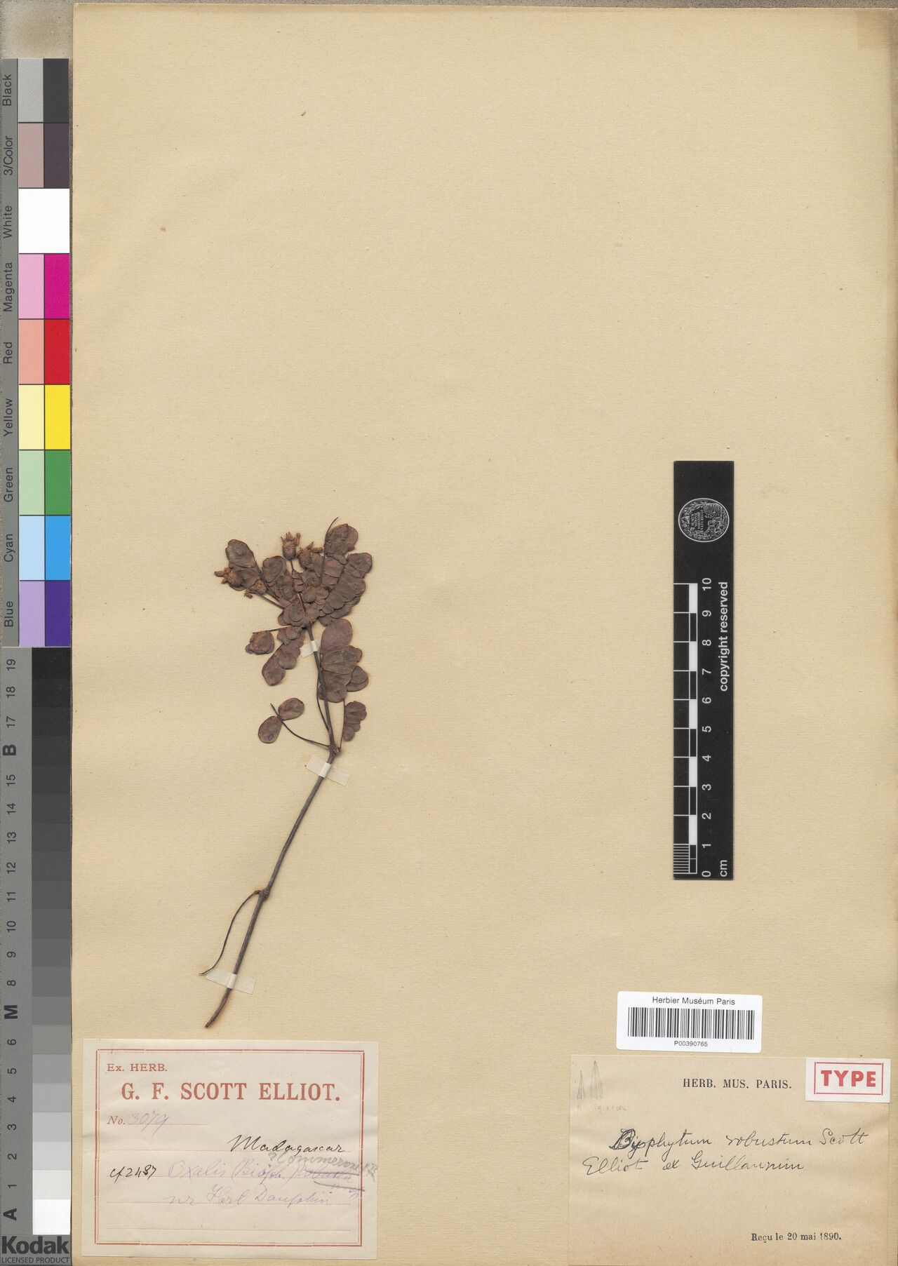 Biophytum robustum — search result for 'Biophytum'