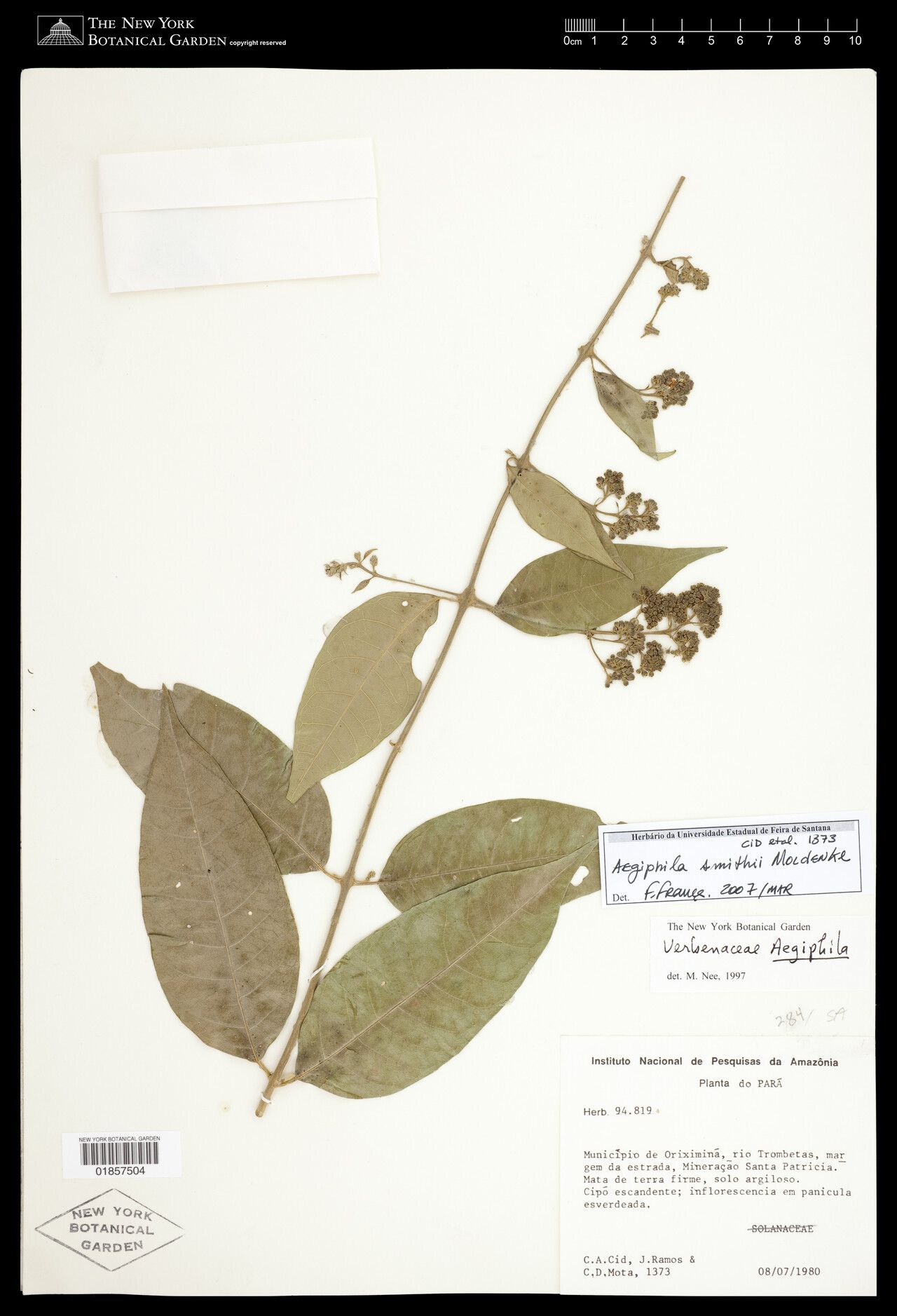 Aegiphila smithii — houseplant care guide