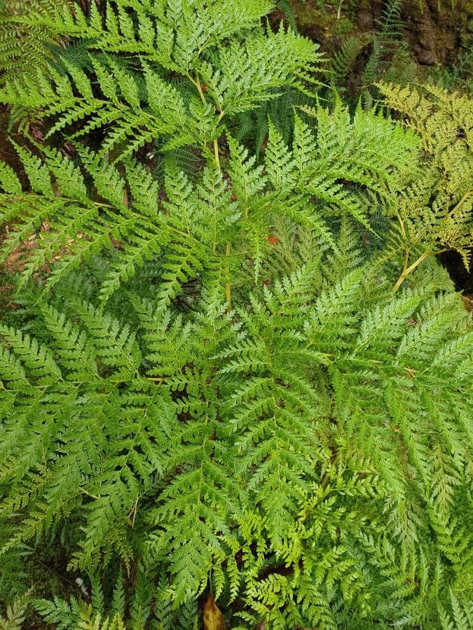 Culcita macrocarpa leaf