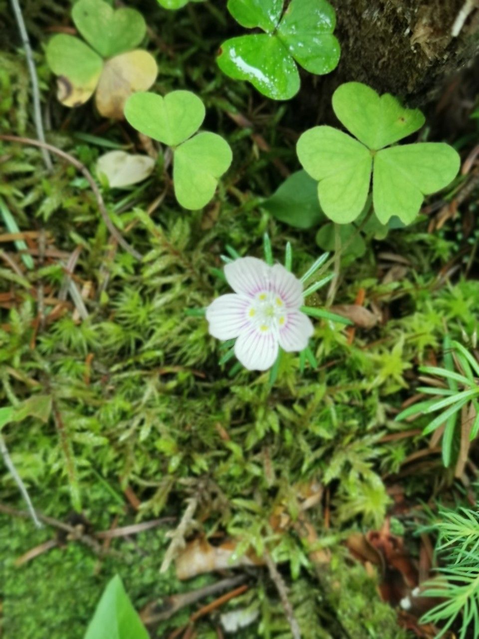 Oxalis montana flower