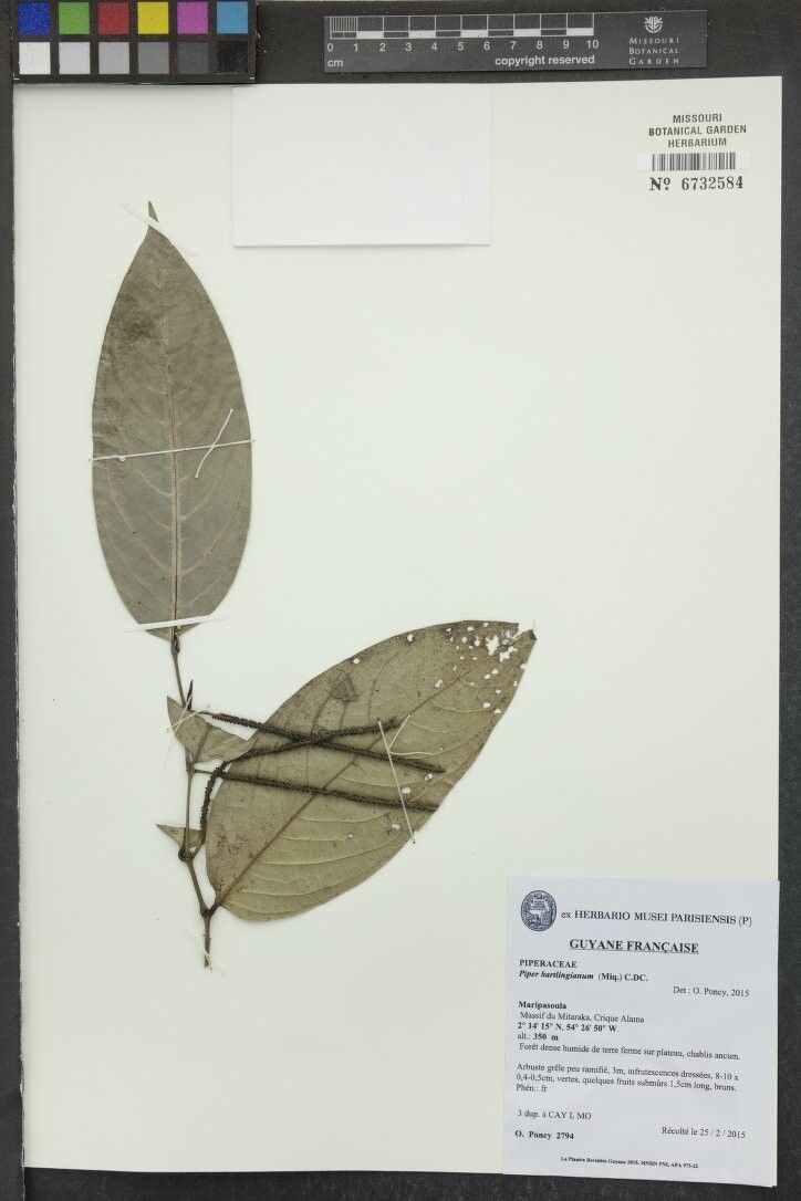 Piper bartlingianum other