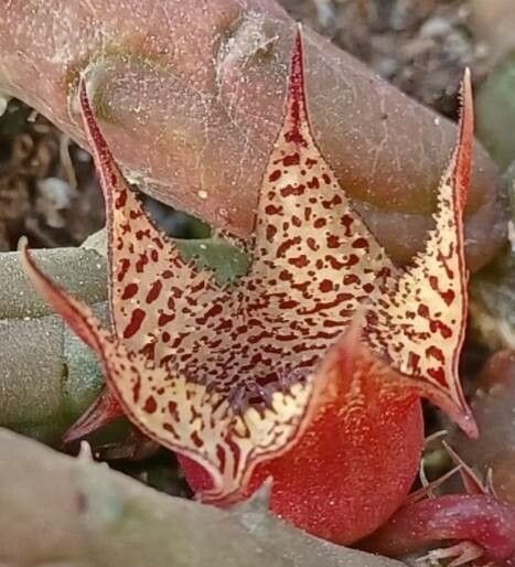 Huernia longii — search result for 'Huernia'
