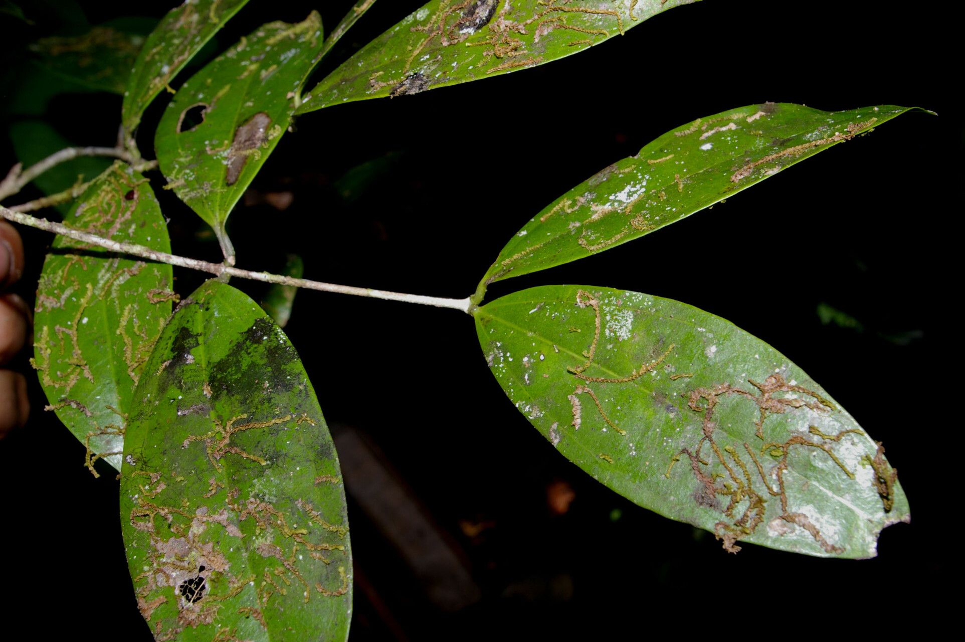 Strychnos chlorantha leaf