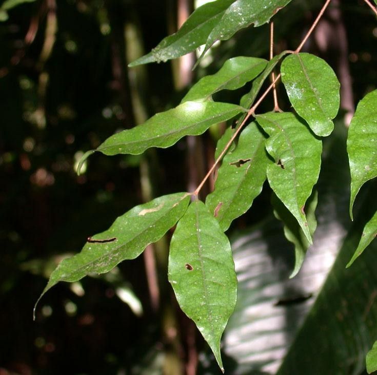 Eugenia selvana other