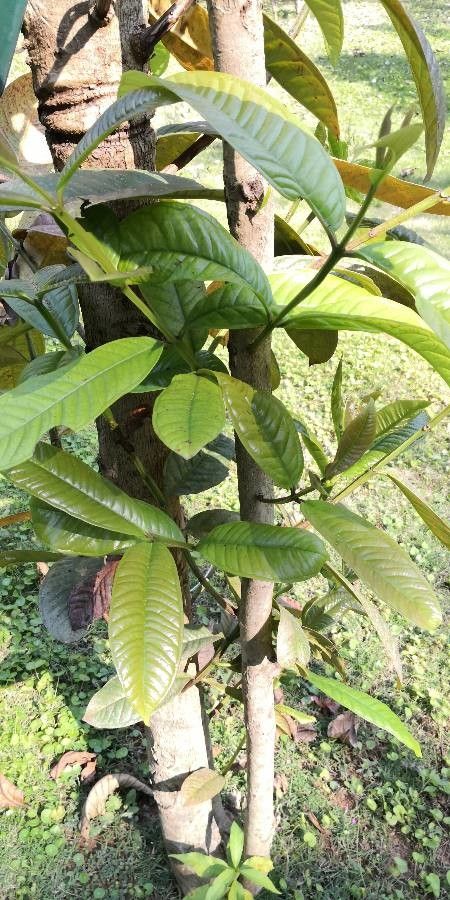 Syzygium tetragonum habit