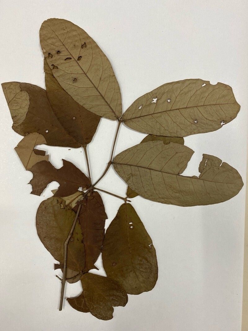 Eugenia salamensis — houseplant care guide