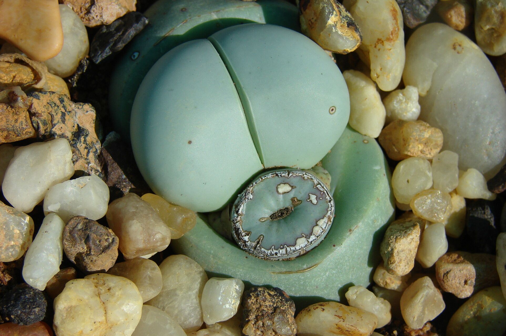 Argyroderma delaetii — related species from the same genus