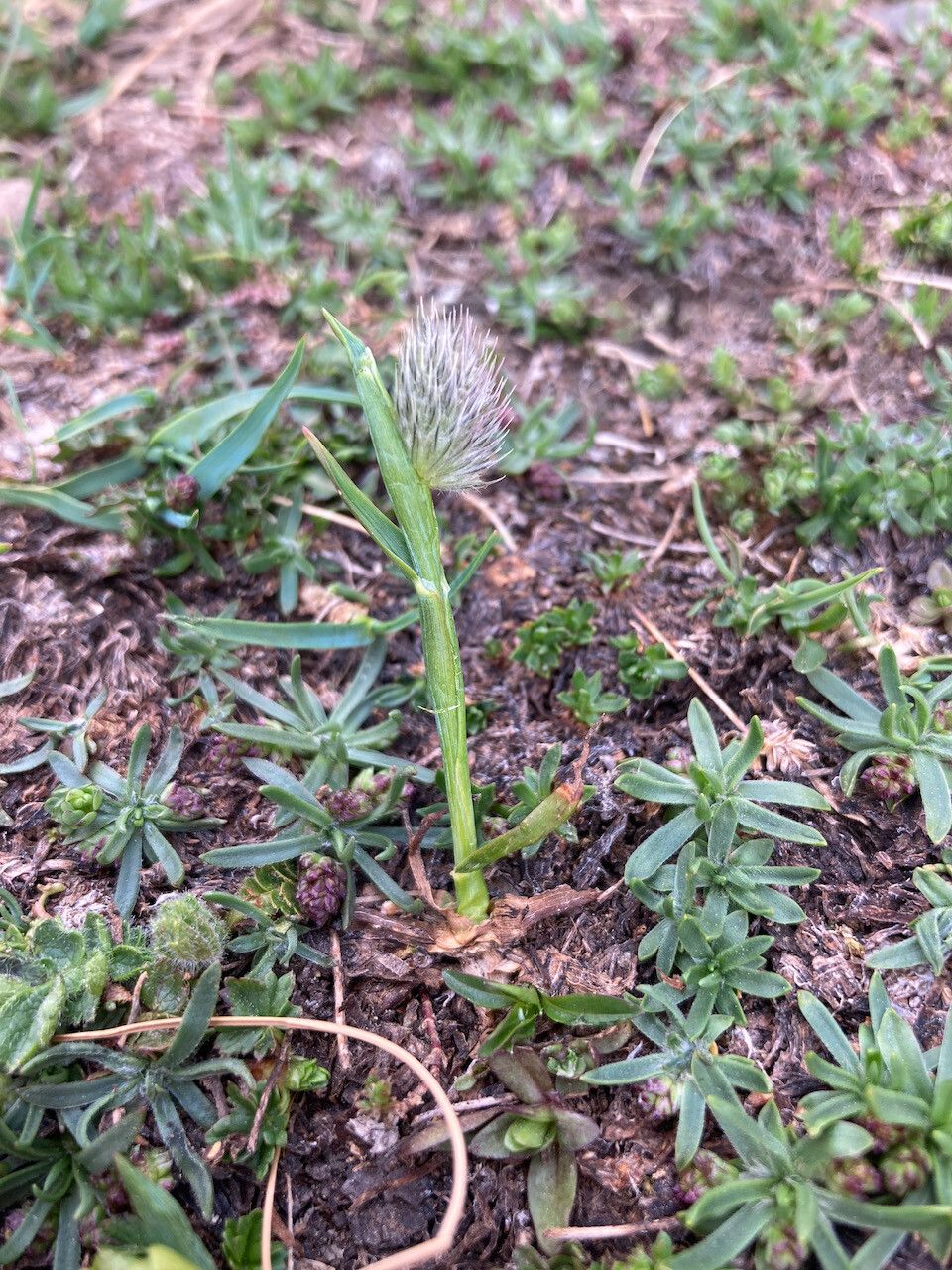 Alopecurus gerardii flower