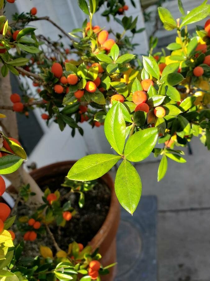Alyxia ruscifolia leaf
