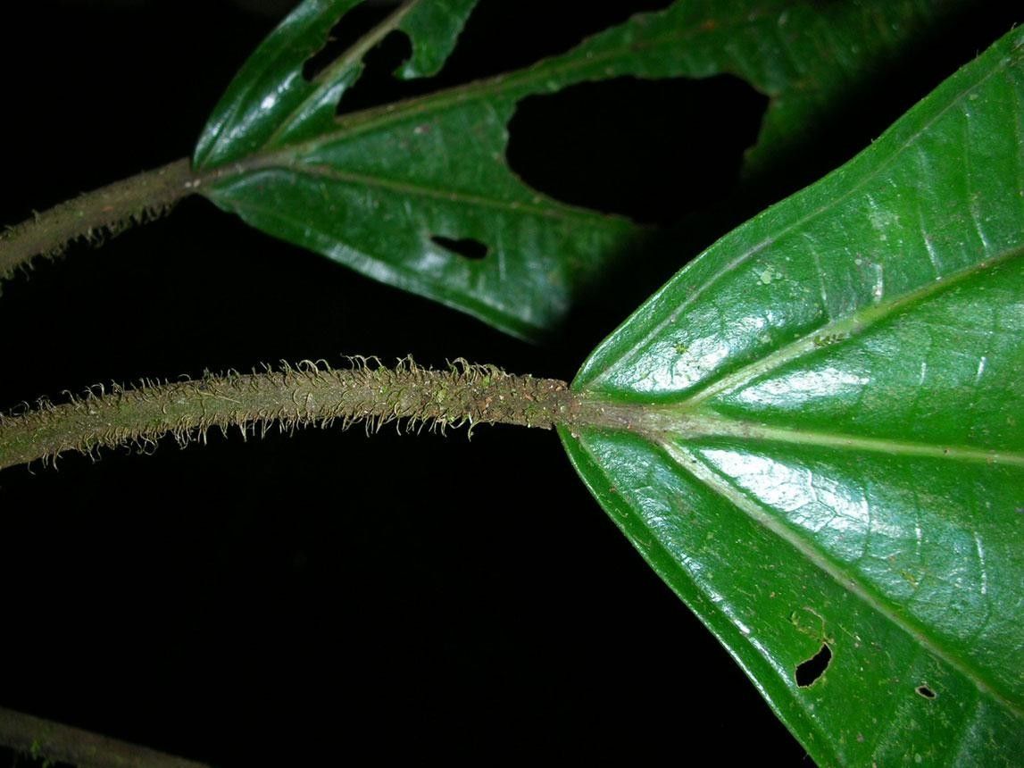 Miconia conosetifera bark