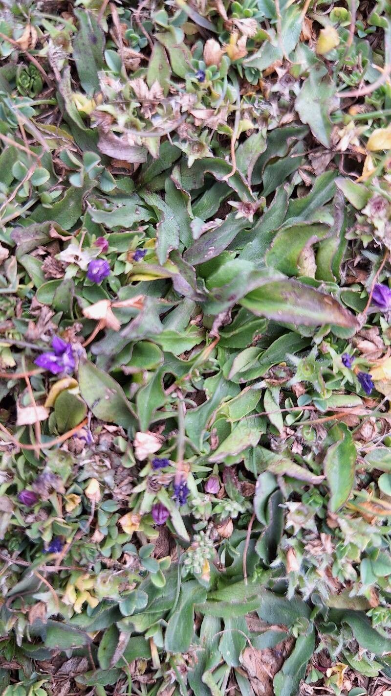 Campanula radicosa — houseplant care guide