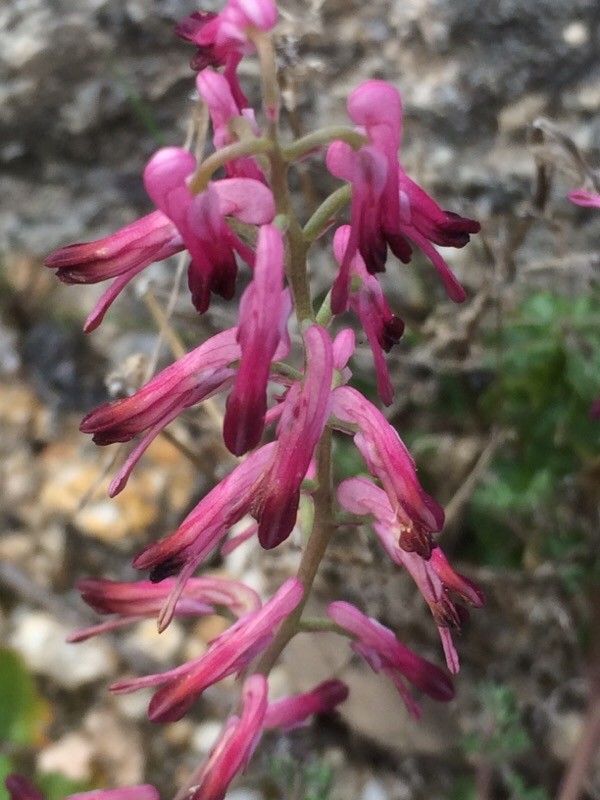 Fumaria barnolae flower