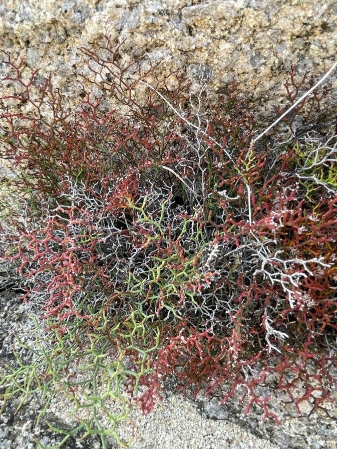 Limonium strictissimum habit