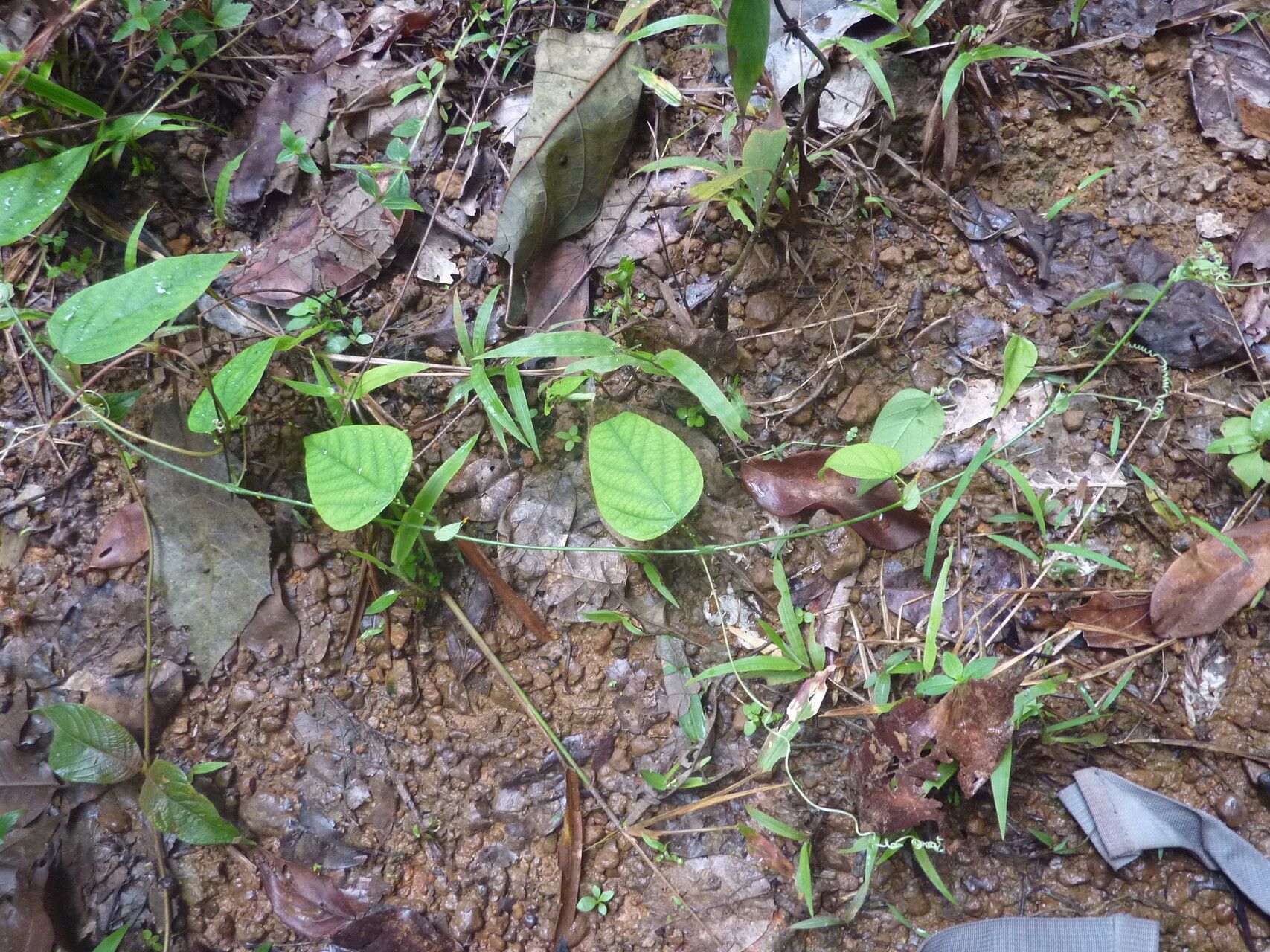Passiflora retipetala habit