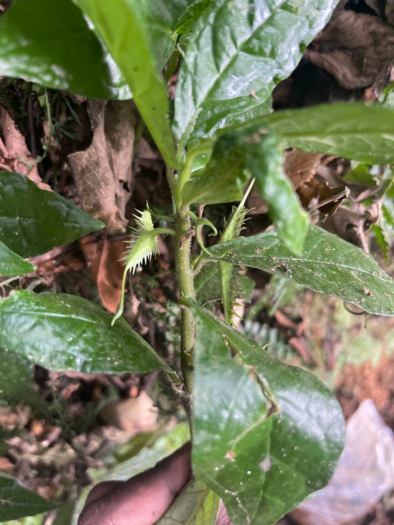 Dorstenia nyungwensis — search result for 'Dorstenia'