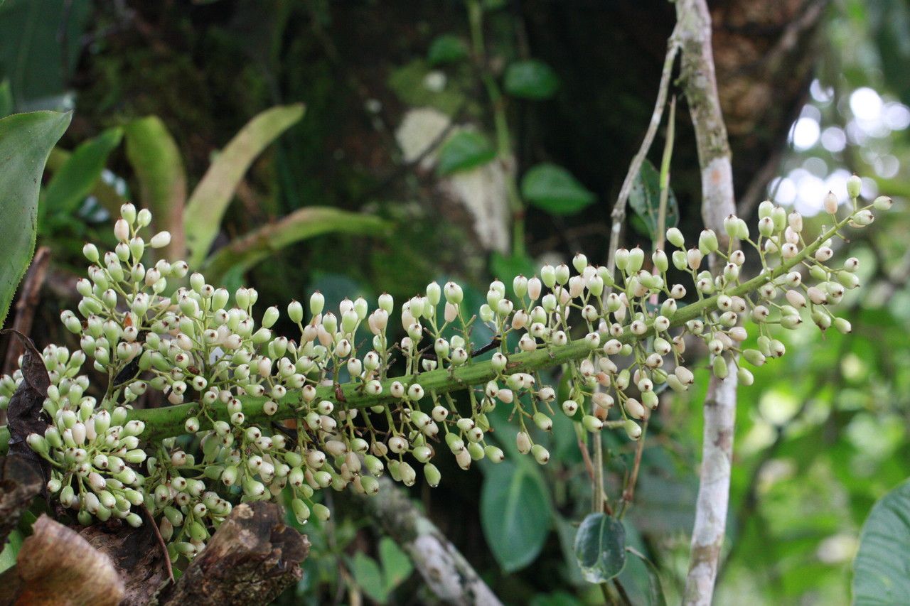 Aechmea mexicana fruit