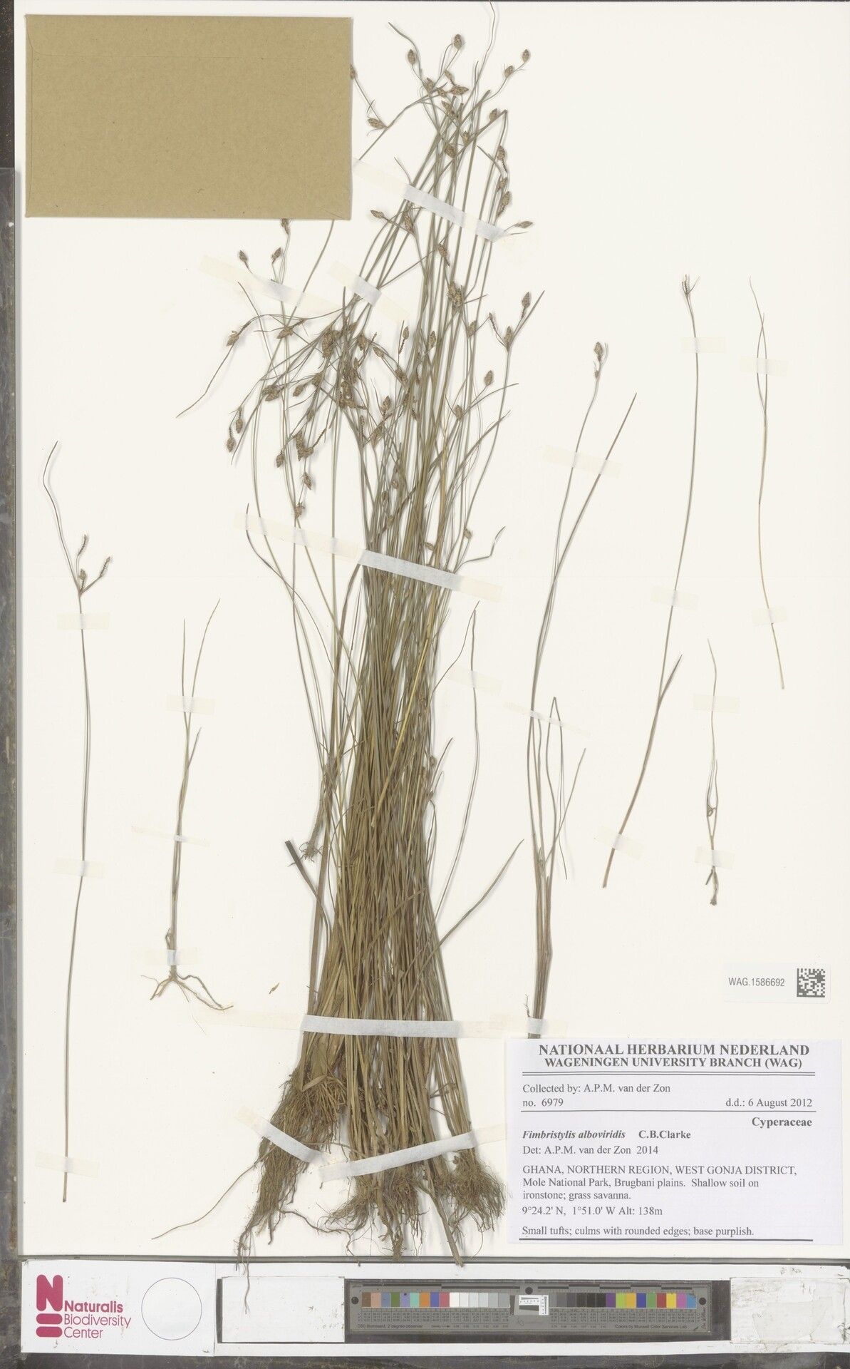 Fimbristylis alboviridis — related species from the same genus