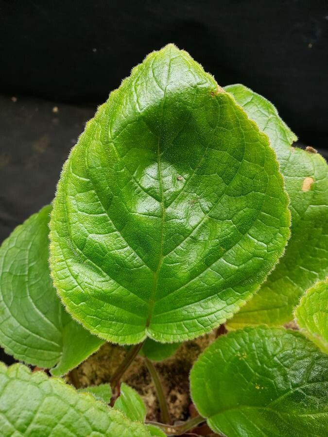 Sinningia eumorpha leaf