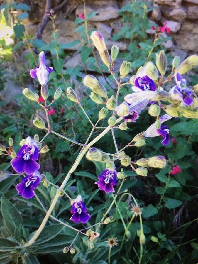 Penstemon spectabilis flower