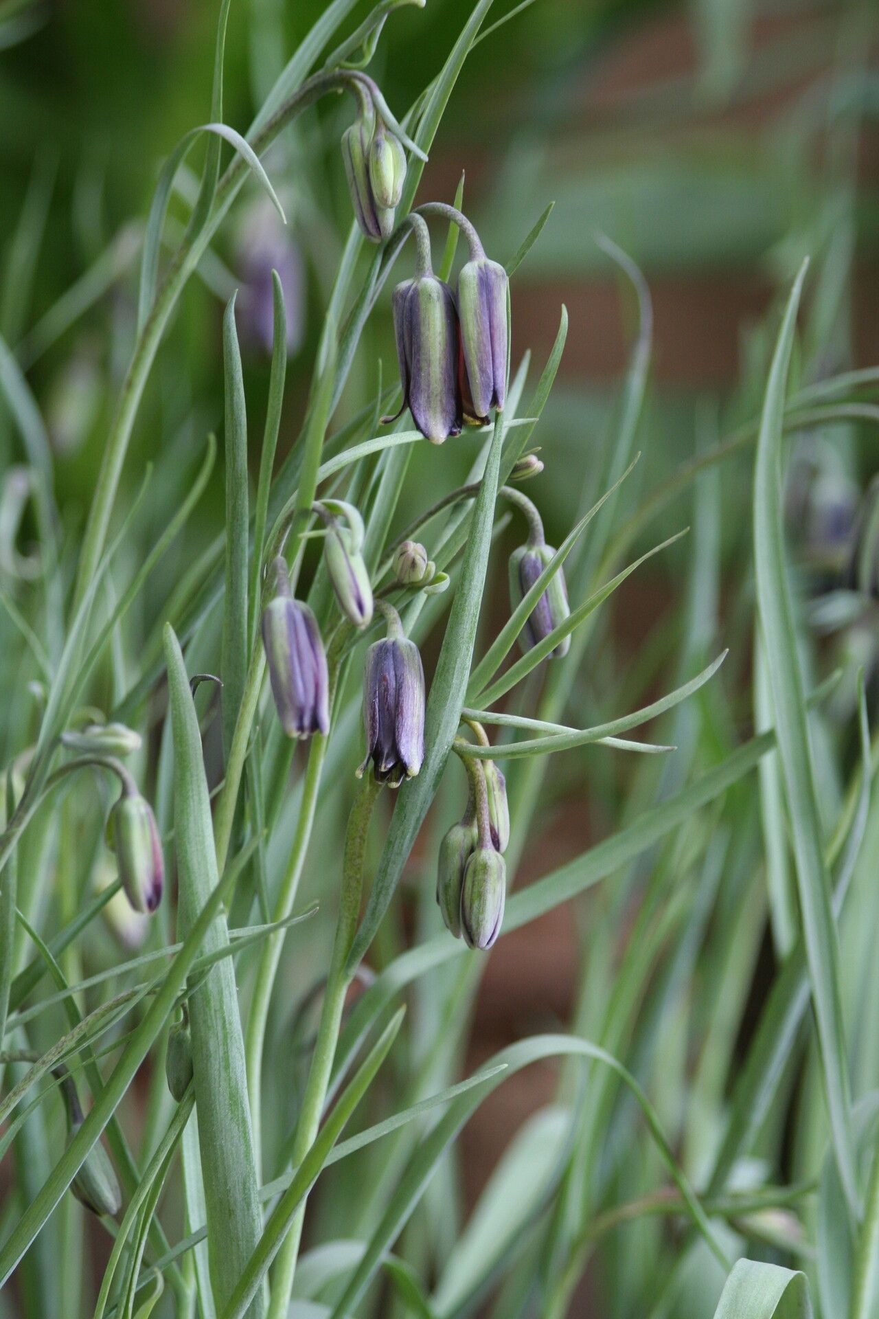 Fritillaria elwesii flower