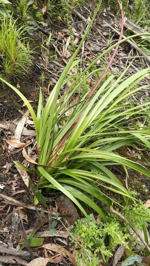 Blandfordia punicea leaf