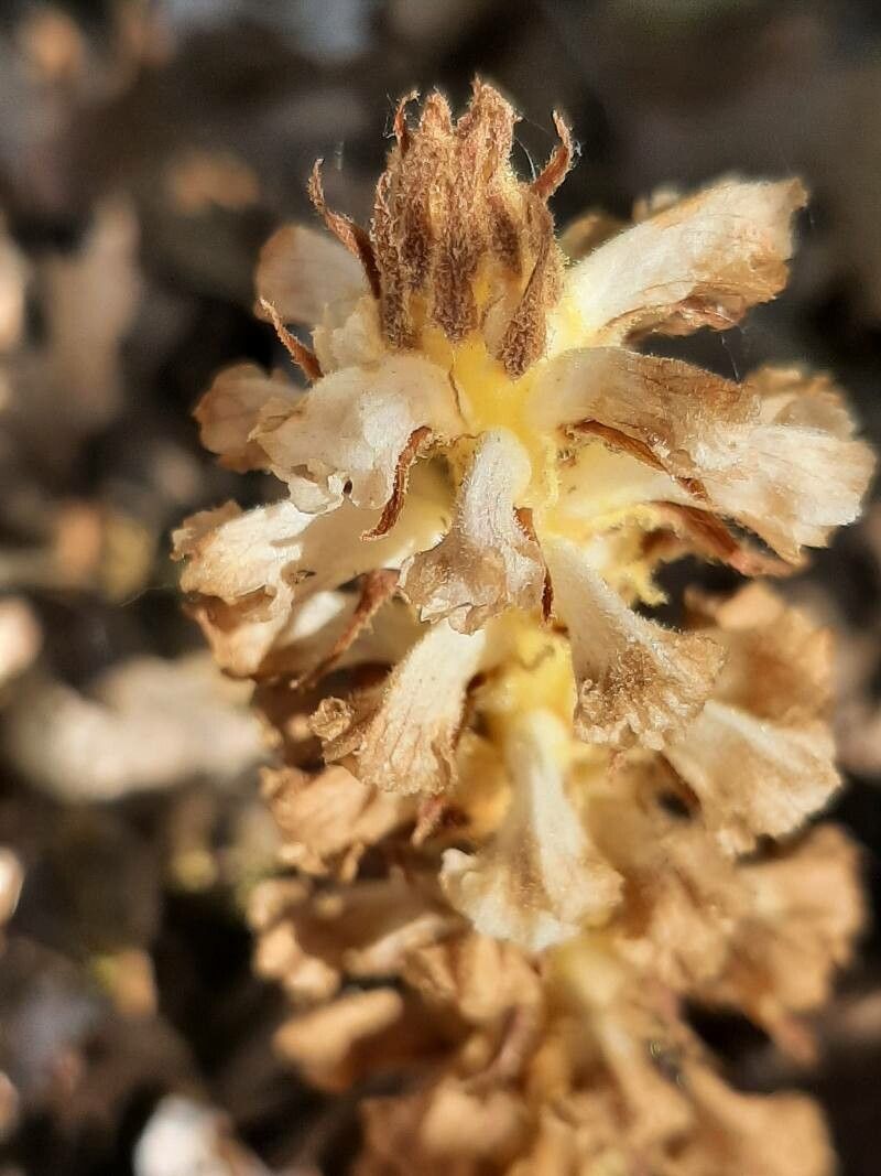 Orobanche santolinae flower