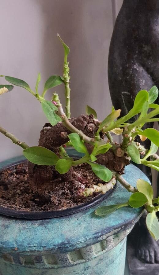 Euphorbia mafingensis — houseplant care guide