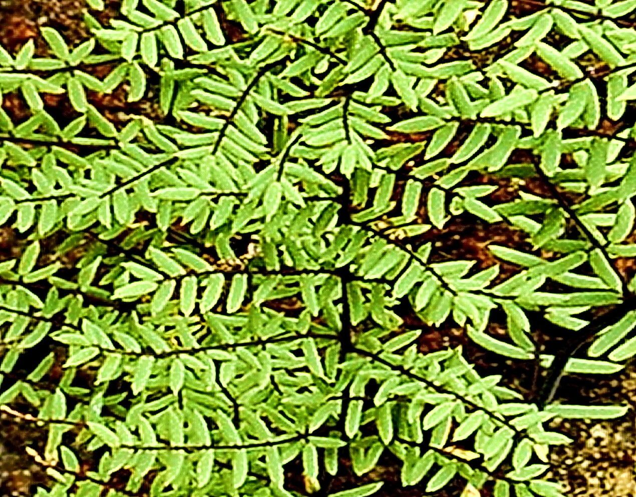 Hemionitis atropurpurea — search result for 'Hemionitis'