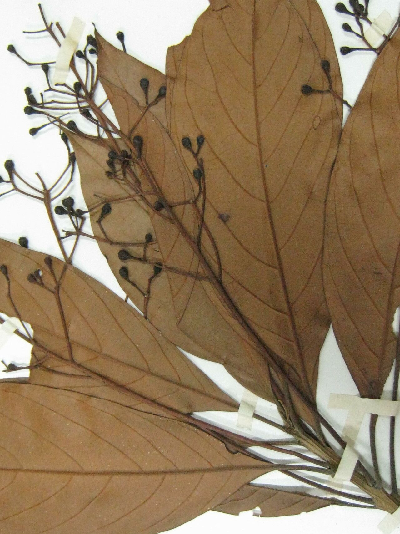 Nectandra cissiflora — related species from the same genus