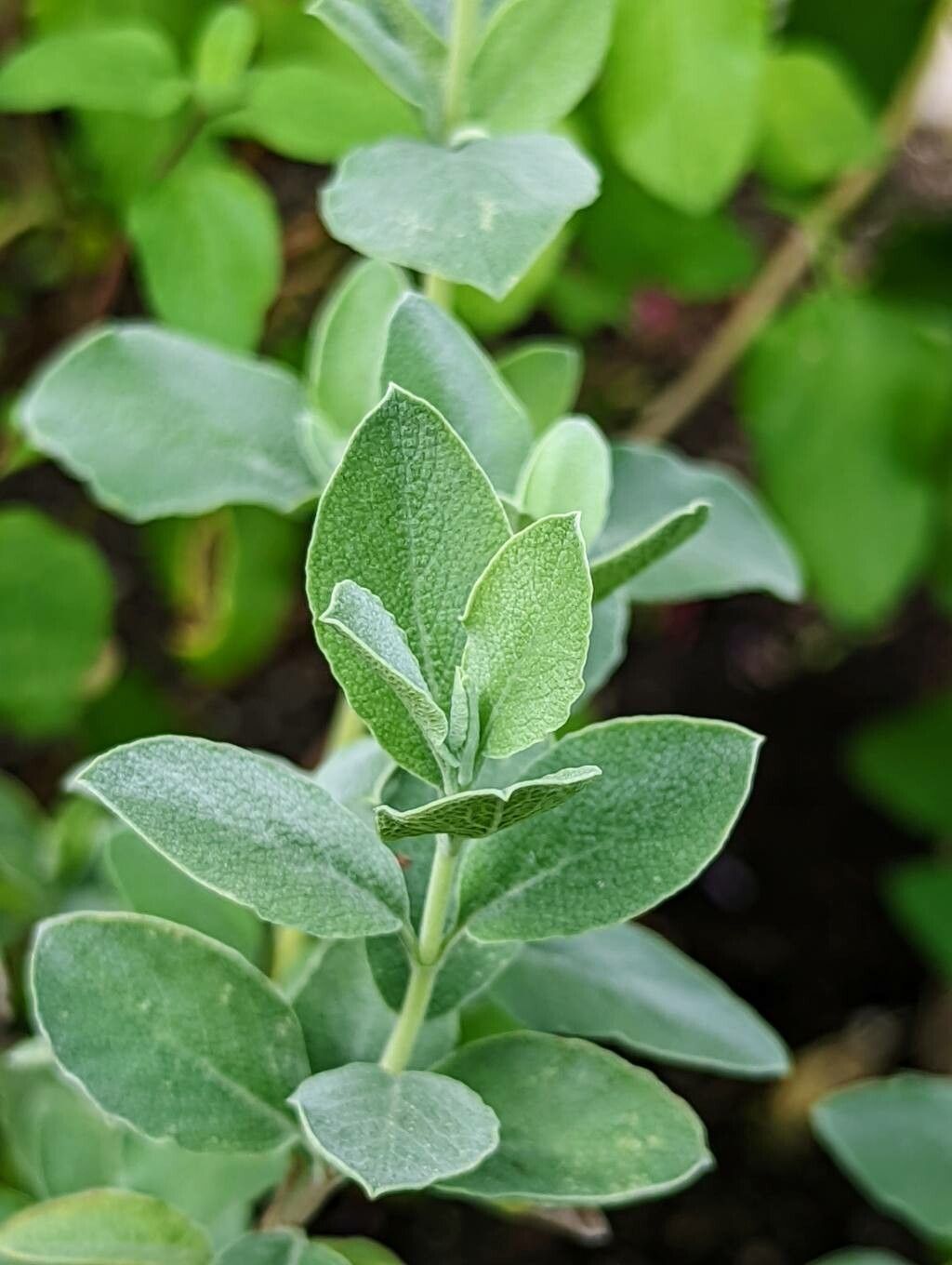 Salvia dolomitica — houseplant care guide