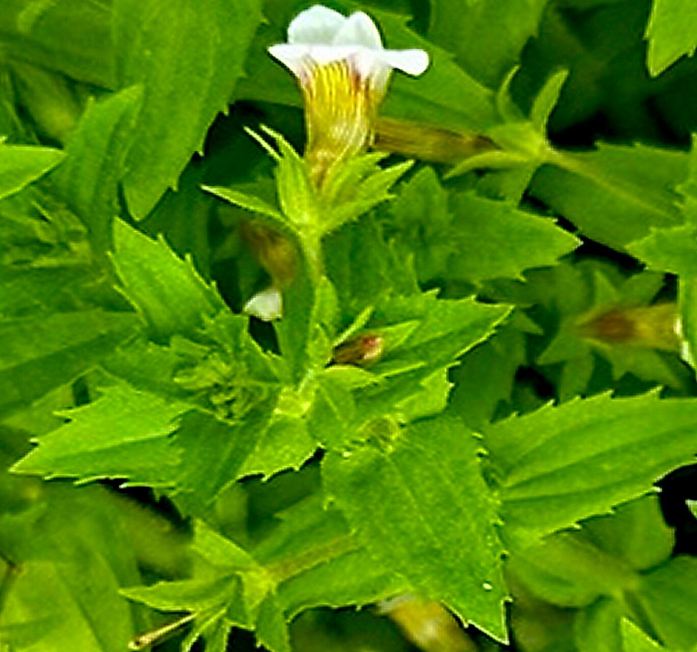 Gratiola neglecta flower