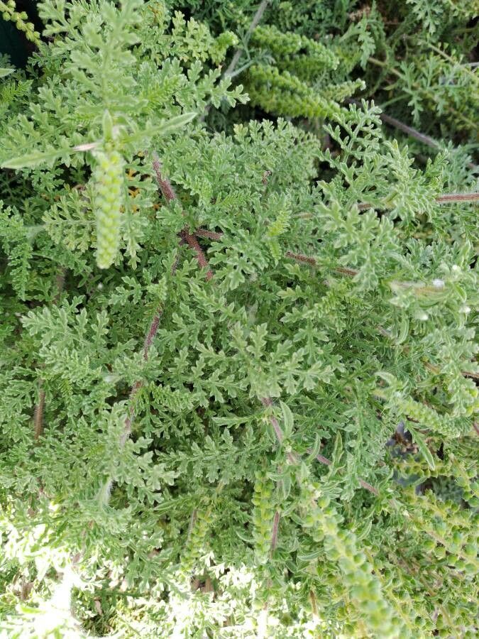 Ambrosia hispida — search result for 'Geranium'