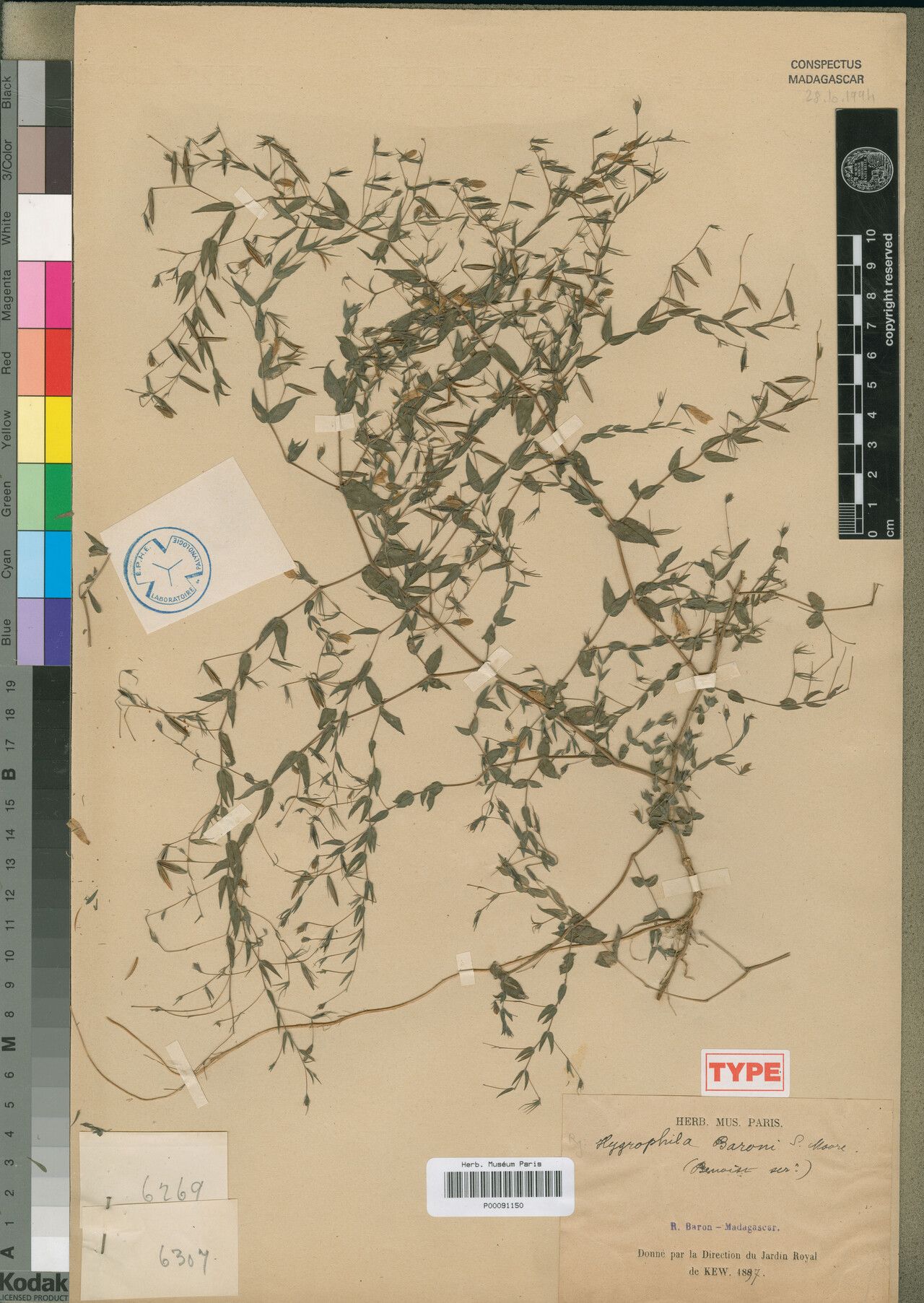 Hygrophila baronii — search result for 'Hygrophila'