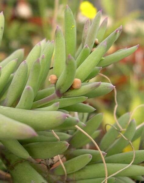 Crassothonna cacalioides — related species from the same genus