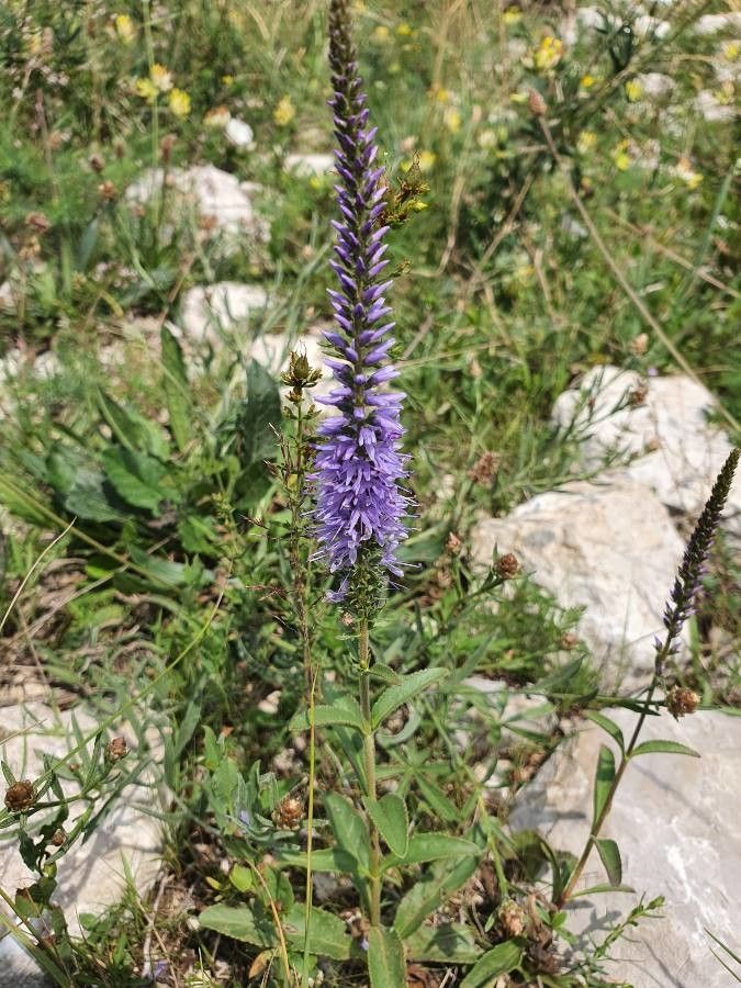 Veronica barrelieri flower