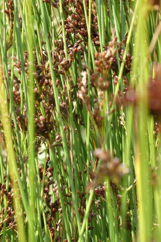 Juncus gerardi flower