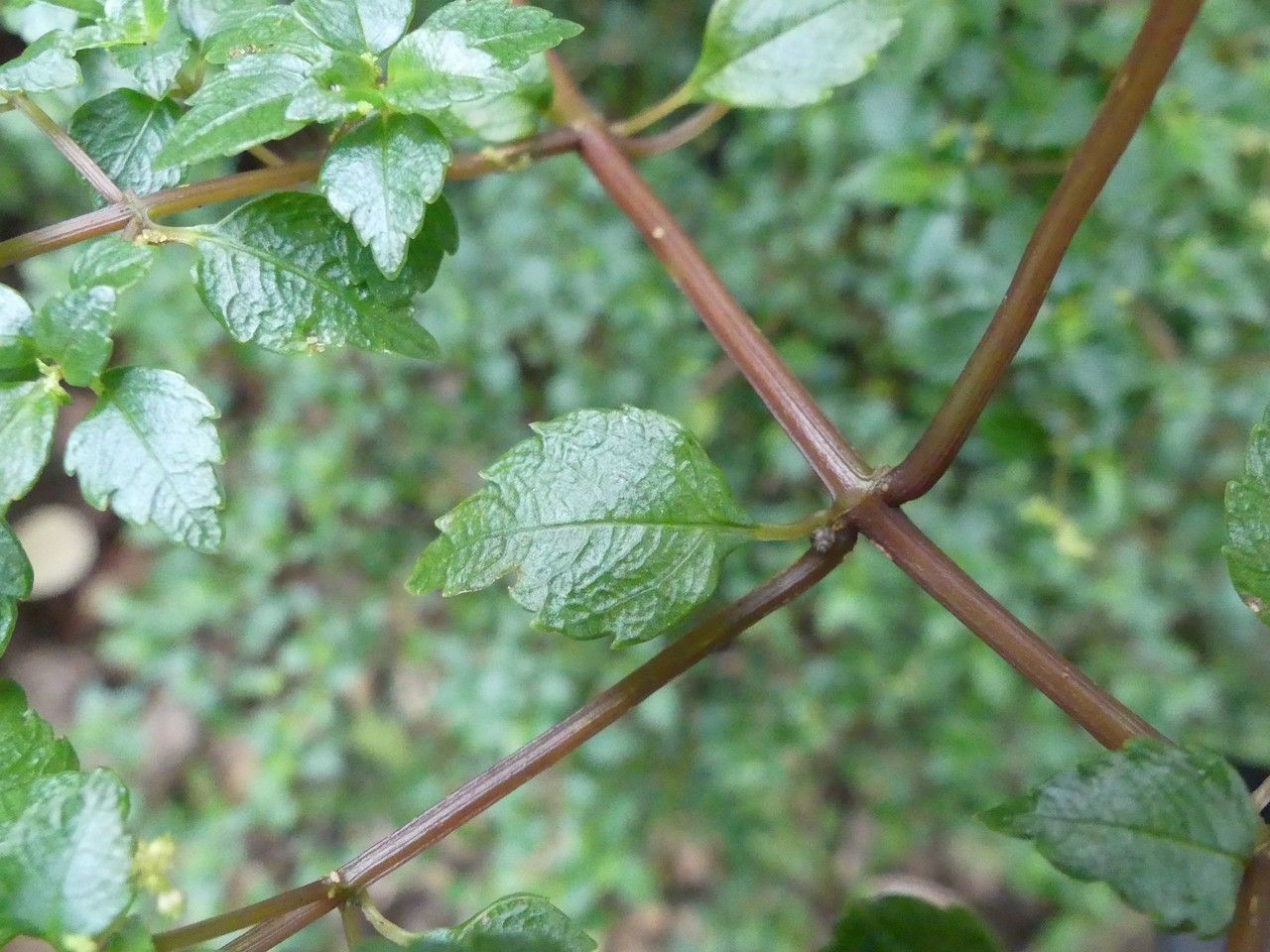 Pilea urticifolia leaf