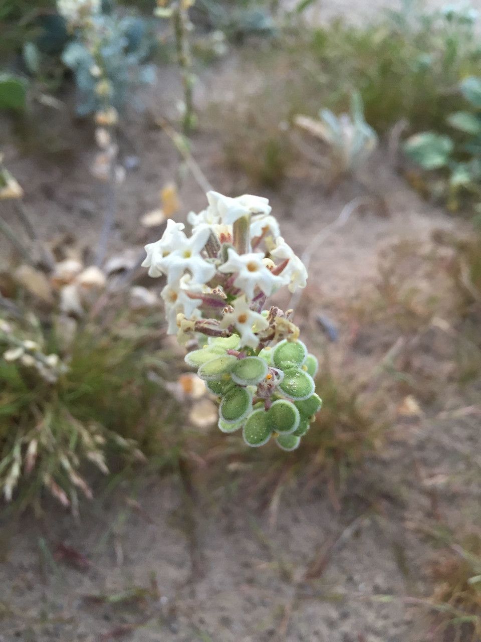 Dithyrea californica fruit