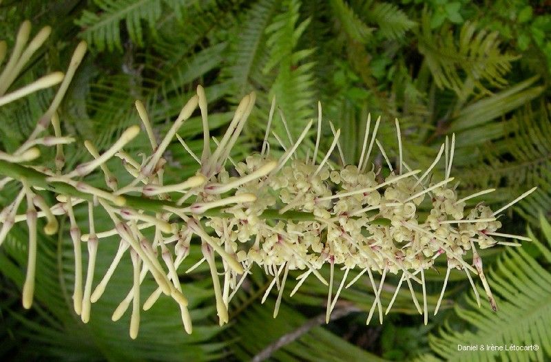 Virotia rousselii fruit