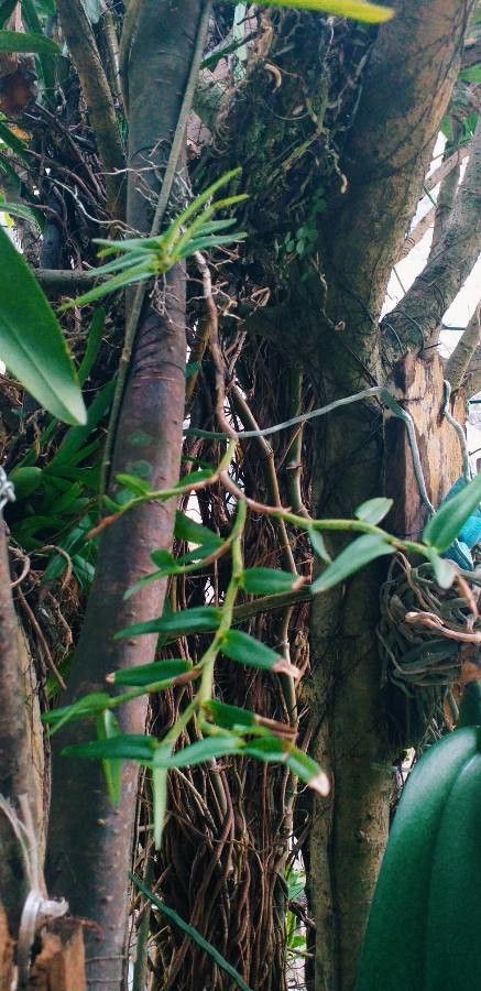 Epidendrum strobiliferum — search result for 'Epidendrum'